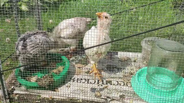 Цыплята на 28 и 37 день после вылупления