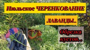 Черенкование Лаванды в Июле🪻Обрезка кустов после первой волны цветения...