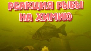 Реакция рыбы на Химию ( Подводная съемка)