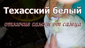 Как определить пол перепелов. Советы и секреты успешного разведения птиц