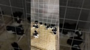 лечение, содержание и разведение голубей. в прямом эфире!