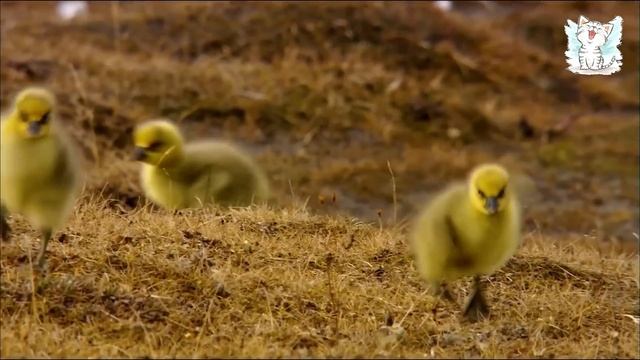 Домашние животные и их детеныши Развивающее видео для  детей