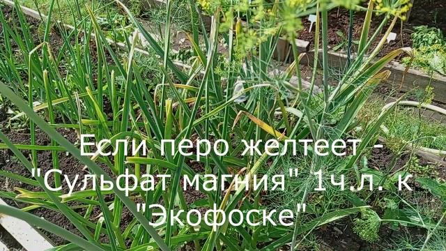 ОГОРОД В КОНЦЕ ИЮЛЯ. смотреть онлайн