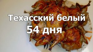 Техасский белый перепел  Убираем всех самцов на мясо 54 дня.  Шашлык их перепелки. Таблица привесов