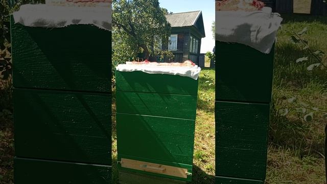 Осмотр 12-ти рамочного улья Дадана смотреть онлайн