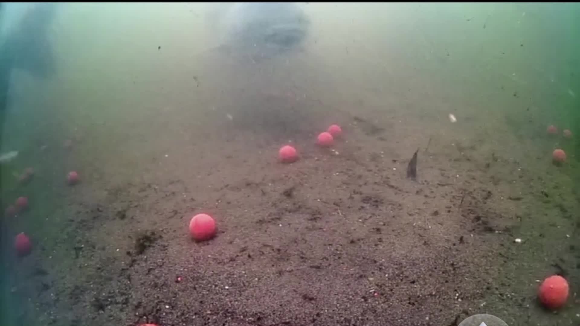 carp смотреть онлайн