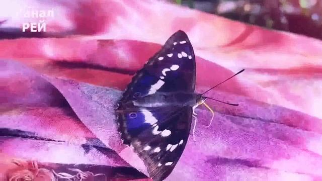 Дзен Медитация Танец Бабочки