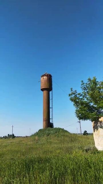 Аист в гнезде смотреть онлайн