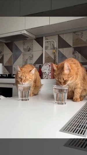 два 🐱 кота 🐱