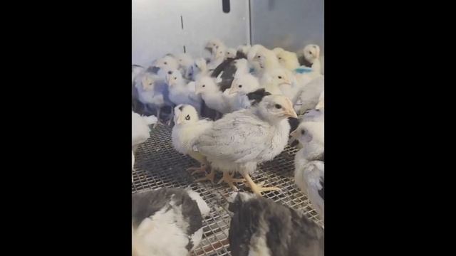 ВЗРЫВНАЯ ЯЙЦЕНОСКОСТЬ! 30.07.2025 Г. смотреть онлайн