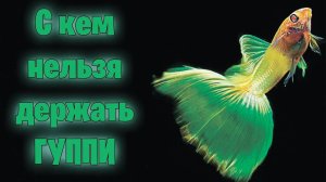С кем нельзя держать ГУППИ - аквариумистика