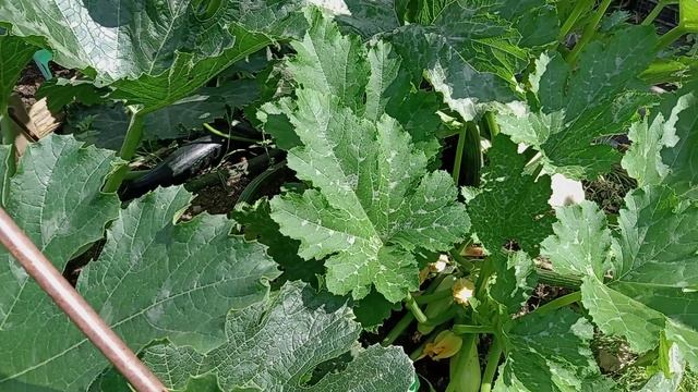 ОГУРЦЫ. КАБАЧКИ. ТЫКВЫ. смотреть онлайн