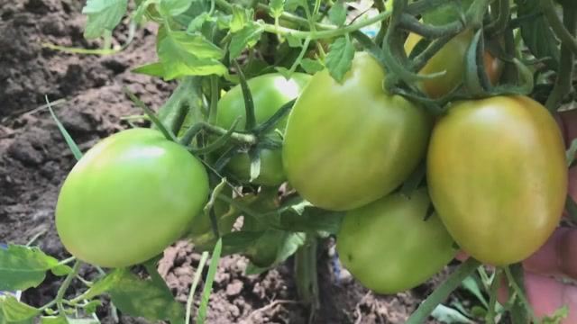 Ухаживаю за помидорами в теплице в августе. Обзор сортов. смотреть онлайн