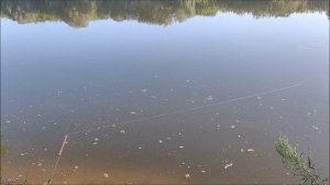 Рыбалка на Дону, понтонный мост, мкр.Малышево, г.Воронеж, 28.07.2025 года