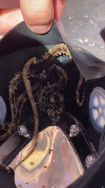 Морская звезда Красного моря / Шарм / Египет смотреть онлайн