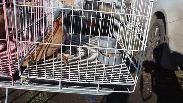 Ярмарка голубей г Топки (Кемеровская обл) 3 октября 2020. смотреть онлайн