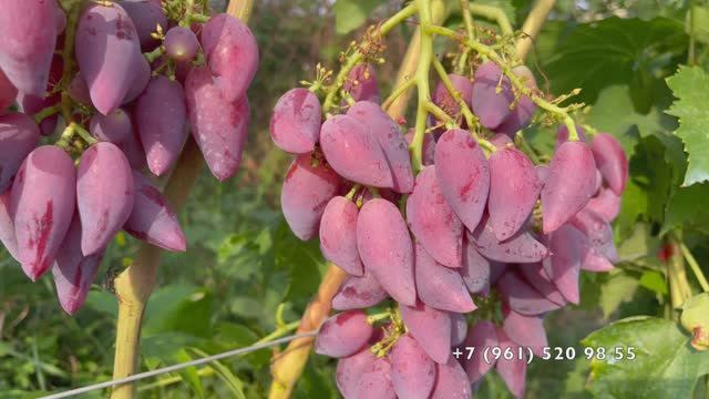 Виноград Перцовый красный 29.07.25 год. Новороссийск. смотреть онлайн