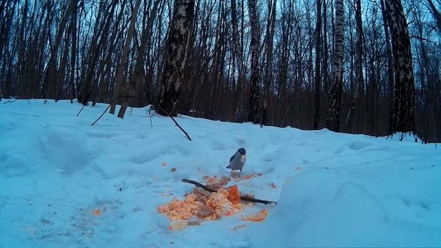 Лесные соседи смотреть онлайн
