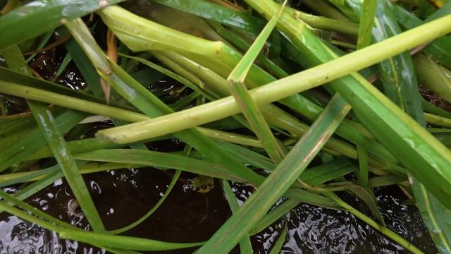 КАК МЫ ВРУЧНУЮ ОЧИСТИЛИ ВОДОЁМ ОТ ТРАВЫ: реальный опыт с слепнями и илом! смотреть онлайн