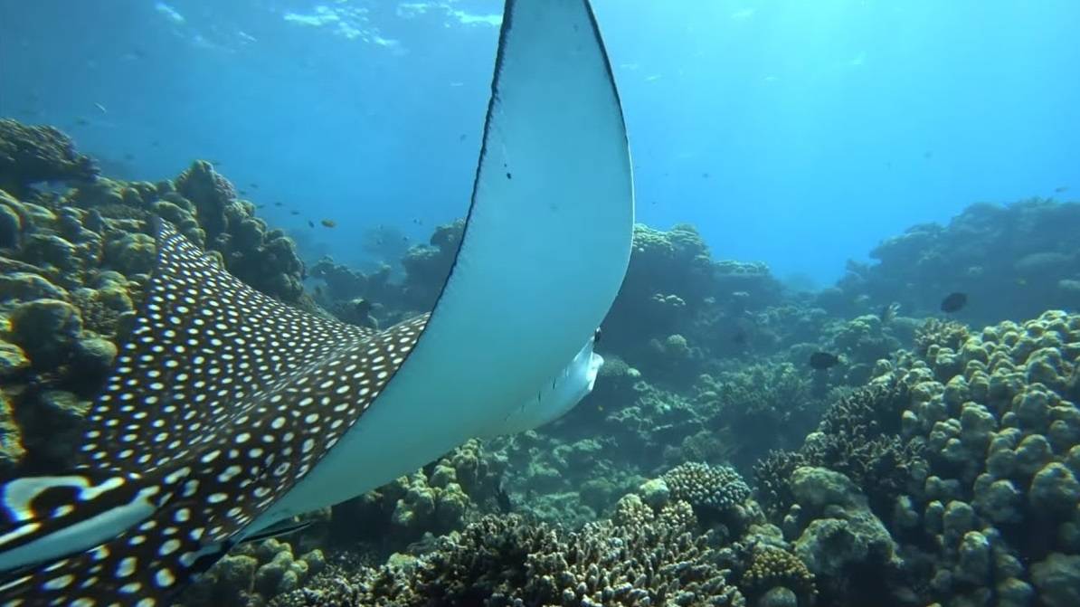 Снорклинг (Park Regency Resort Sharm El Sheikh) 07.2025