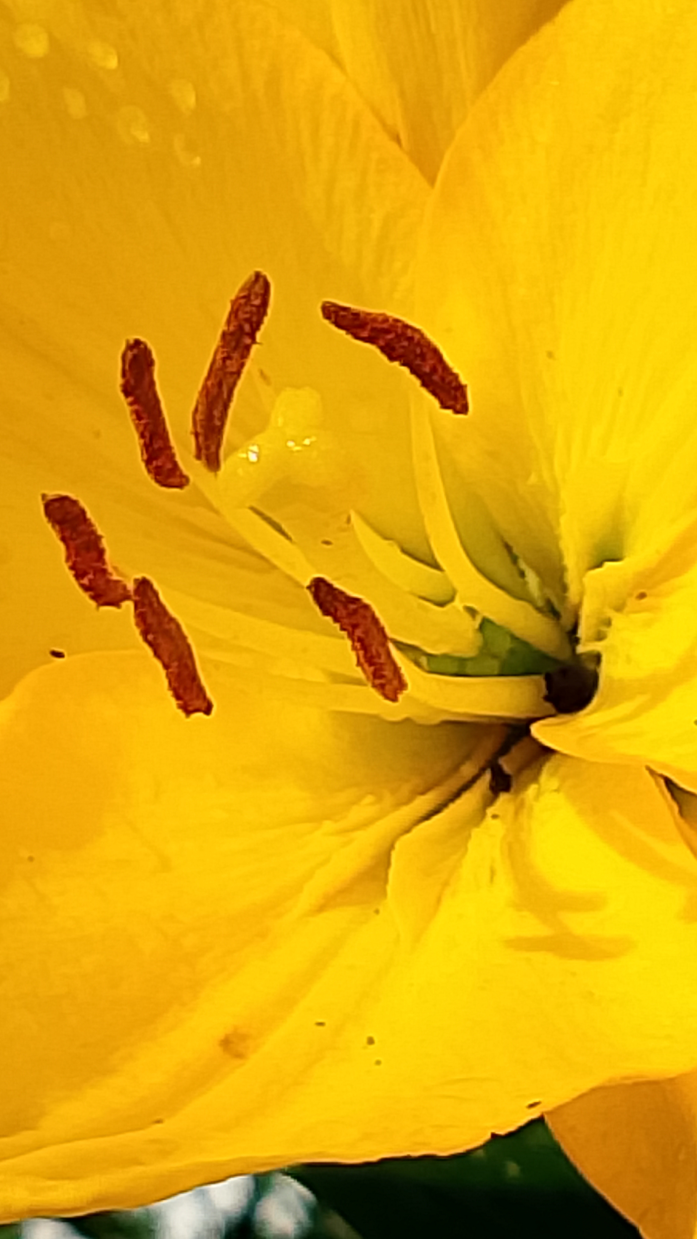 Тычинки и пестики. Сокровенная тайна цветов смотреть онлайн