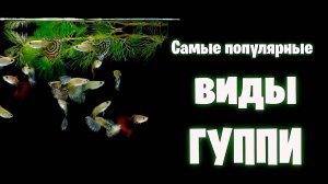 Самые популярные ВИДЫ ГУППИ - аквариумистика