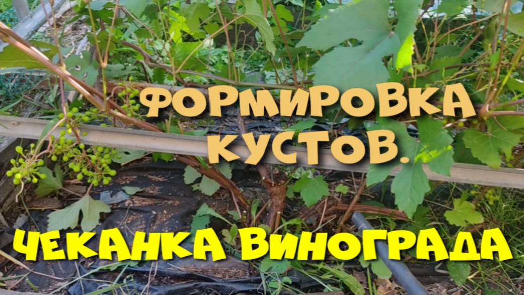 ЧЕКАНКА ВИНОГРАДА. ФОРМИРОВАНИЕ КУСТА. смотреть онлайн