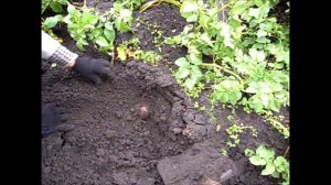 Сорт картофеля РЕД СКАРЛЕТ