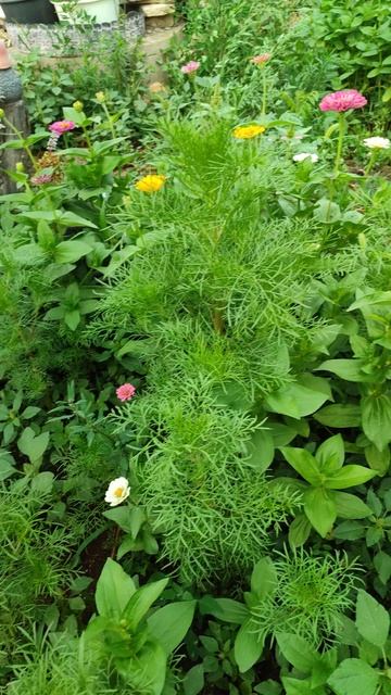 Наступает время циннии и космеи. Клумба с цветами на даче. смотреть онлайн