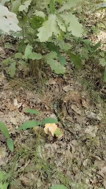 Набрали лисичек))) 26.07.2025 смотреть онлайн