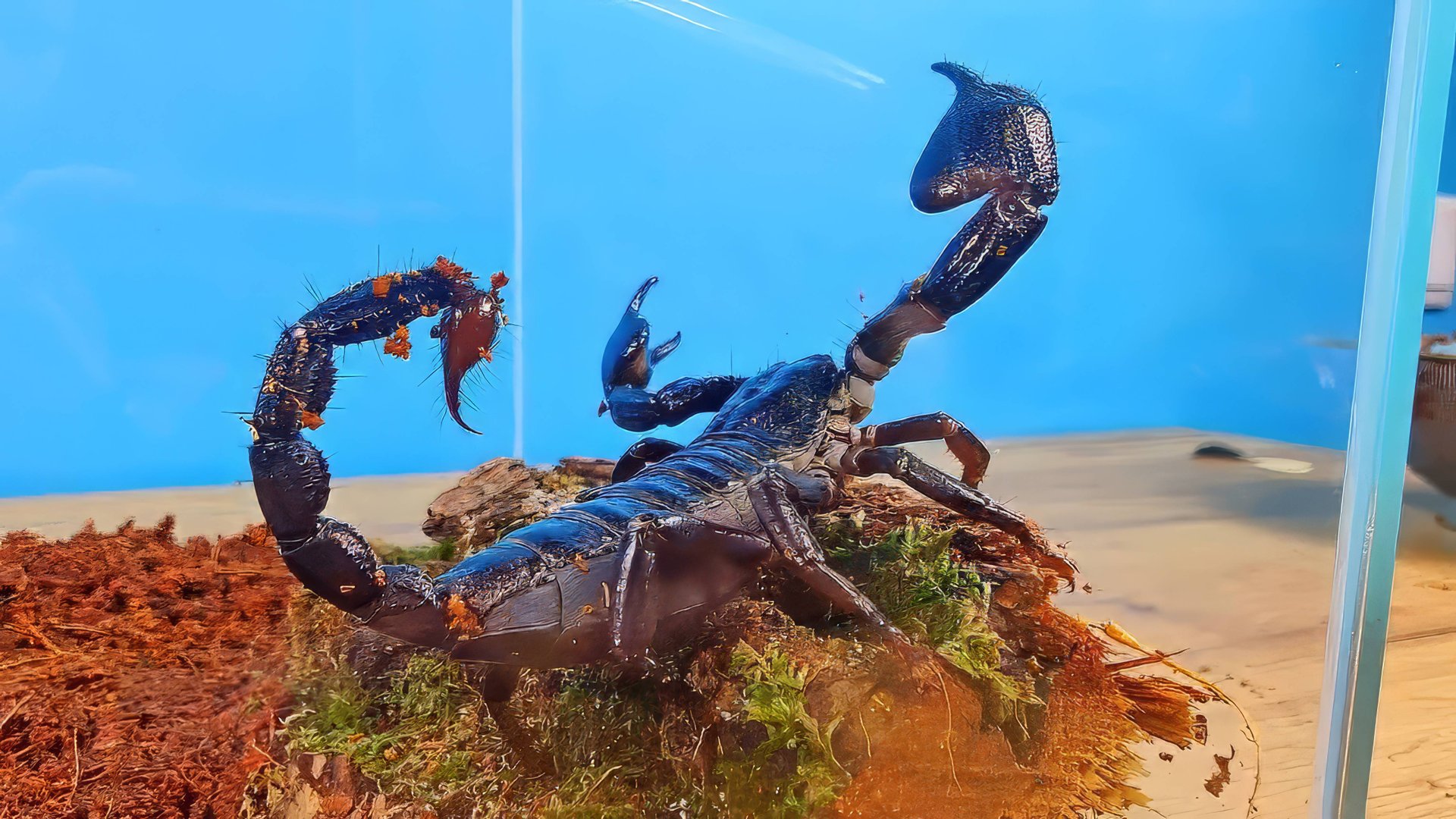 У меня новый питомец огромный черный Скорпион!