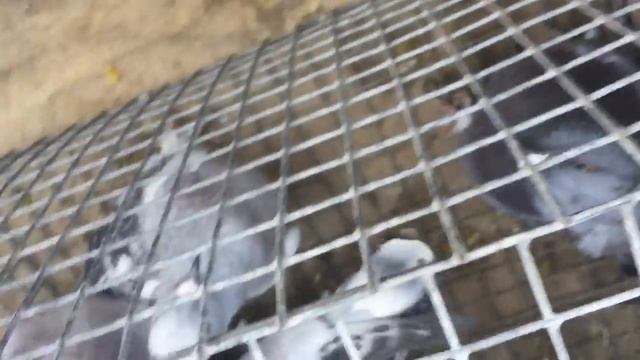 Обзор Ярмарки голубей в Петропавловске (Казахстан) 31 марта 2019 год смотреть онлайн