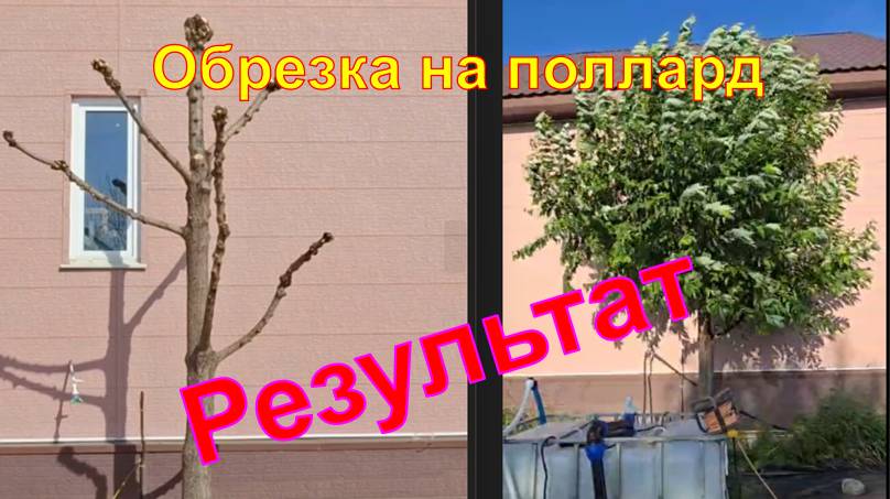 Обрезка ивы на поллард. Результаты.