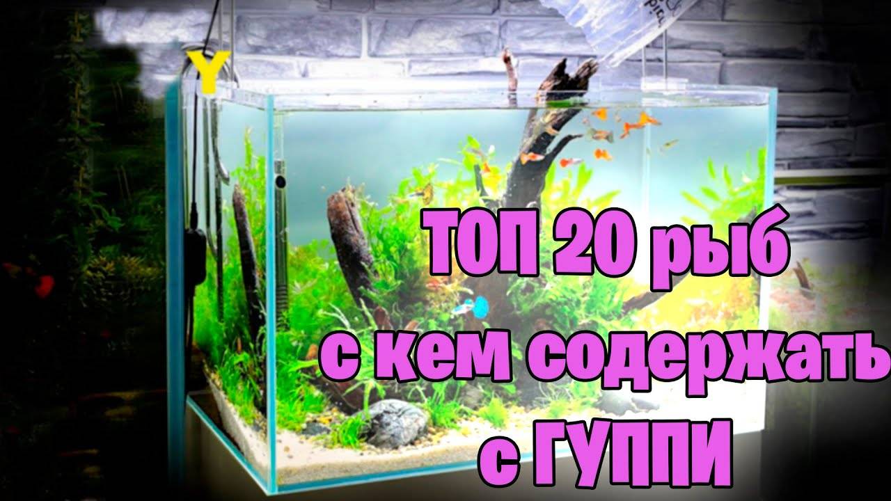 С кем содержать ГУППИ в аквариуме - ТОП 20 - аквариумисти смотреть онлайн