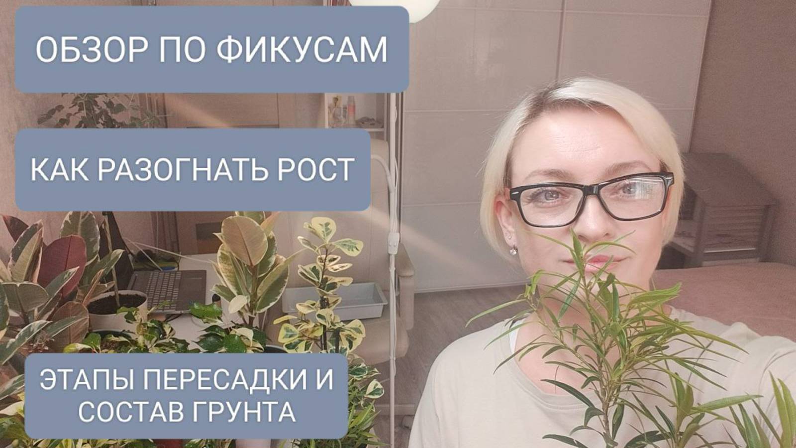 🔵🟤КАК РАЗОГНАТЬ РОСТ ФИКУСА. ОБЗОР ПО СОРТАМ #garden #фикусы смотреть онлайн