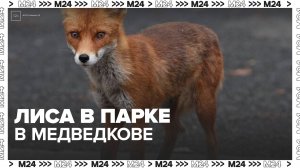 Лису заметили в парке в Медведкове - Москва 24