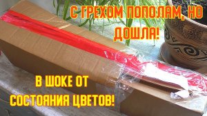 Посылка потеряшка с цветами мечты 13 дней в пути. Уже не надеялась, что найдётся и дойдёт!