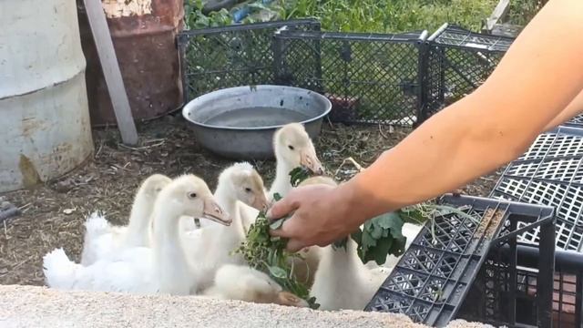 курочки смотреть онлайн