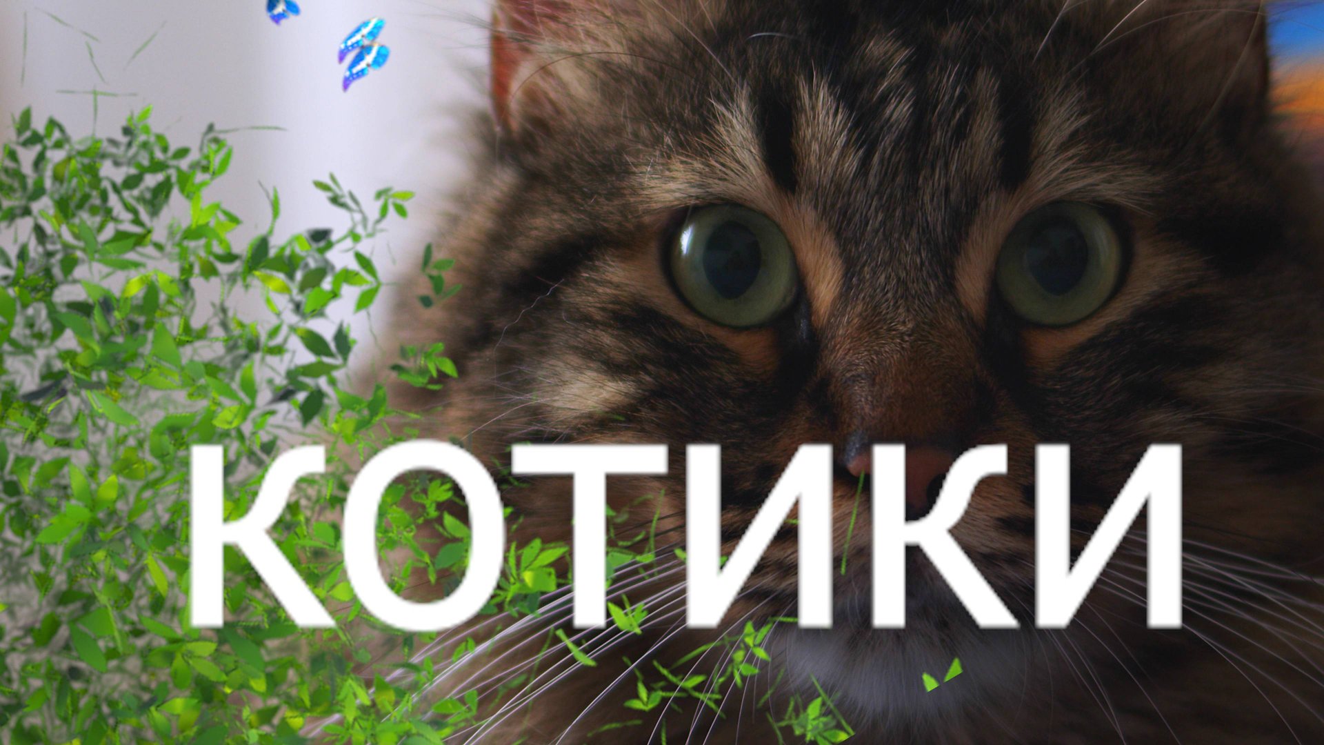 Котики Cat смотреть онлайн