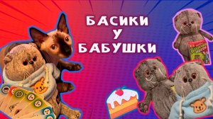 БАСИКИ У БАБУШКИ В ГОСТЯХ 👀😻🤩 КОТИК БАСИК ЗНАКОМИТСЯ С ЛЫСЫМ КОТОМ