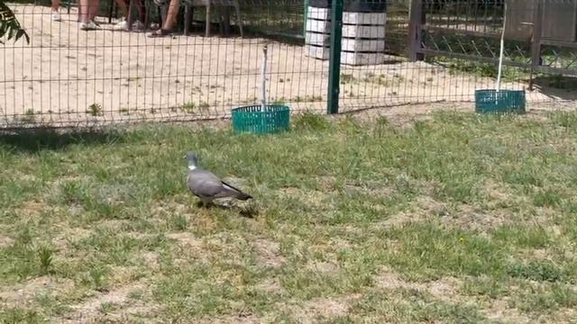 Голуби — обитатели кемпинга в Голубицкой смотреть онлайн