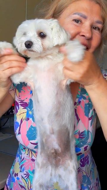 Танец собачки 🌹