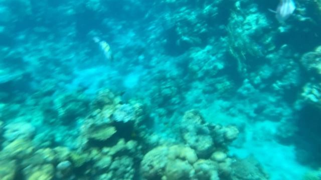 Кусочек подводного мира Красного моря 🐟🐠🐡 / Шарм / риф / Египет смотреть онлайн