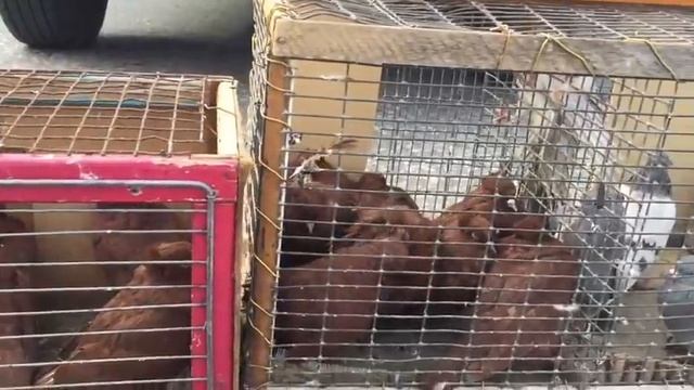 Ярмарка голубей в Омске 28 сентября 2019 год смотреть онлайн