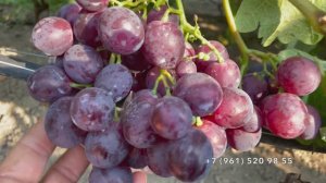 Виноград Памяти учителя  29.07.25 год. Новороссийск.