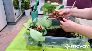 КОМНАТНЫЕ РАСТЕНИЯ(ЦВЕТЫ).ПЕПЕРОМИИ И АНТУРИУМЫ.ПЕРЕСАДКИ.