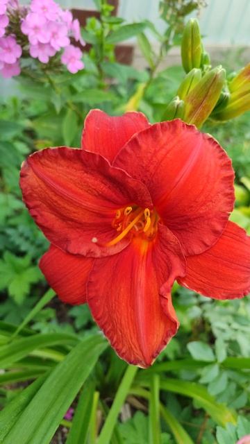 Лилейник просто сказочно красив! 😍 смотреть онлайн