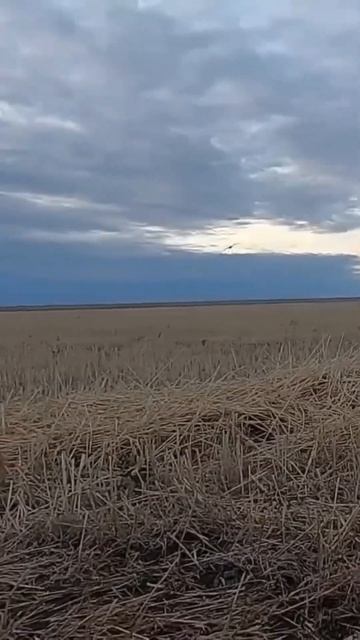 ВОТ ЭТО НАЛЕТ! У вас такое было? Фанера? Охота на гуся #охота #охотанагуся #hunting смотреть онлайн