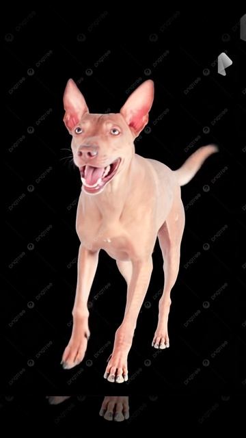 я Ренат Агзамов это на видео моя лысая собака самка