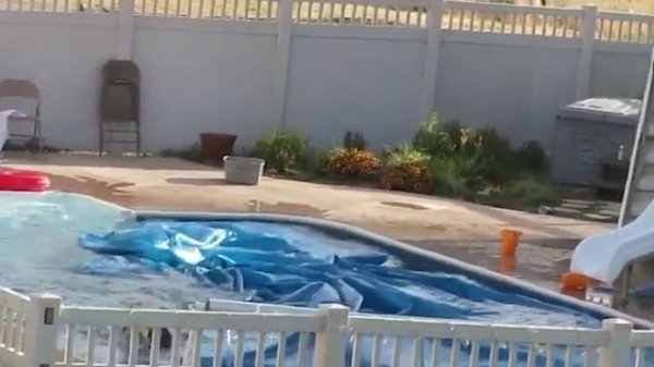 NEW! BRAIN TIME. When Animals Think No One's Watching 😂 Backyard Edition